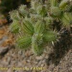 Pseudorlaya pumila Fruit