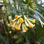 Freylinia lanceolata പുഷ്പം