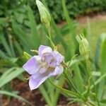 Campanula rotundifoliaVirág