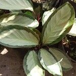 Calathea picturata Lehti