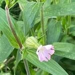Silene × hampeana फूल