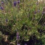 Lavandula multifida 葉