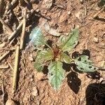 Amaranthus palmeri 葉