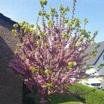 Cercis siliquastrumBlad