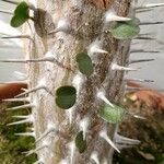 Alluaudia ascendens Corteza
