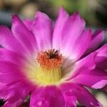 Echinocereus pentalophus ফুল