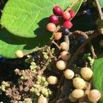 Antidesma venosum Fruit