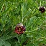 Paeonia californica Žiedas