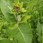 Inula helenium Kvet
