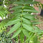 Sorbus americana Feuille