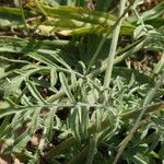 Scabiosa canescens Fuelha