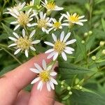 Doellingeria umbellataFlower