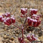 Chorizanthe staticoides ᱛᱟᱦᱮᱸ