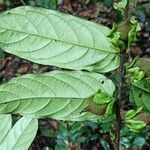 Diospyros conocarpa Leaf