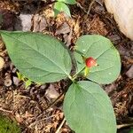 Trillium erectum Фрукт