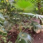 Coccothrinax barbadensis Leht