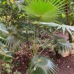 Coccothrinax barbadensis Leaf