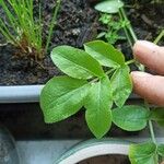 Sium latifolium Hoja