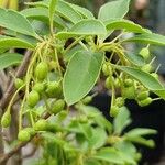 Enkianthus campanulatus 果實