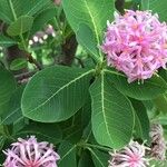 Dais cotinifolia Flower