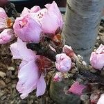 Prunus persica Flower