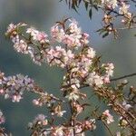 Prunus cerasoides Flower