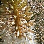 Eremurus himalaicus Flower