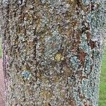 Fraxinus excelsior Bark