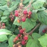 Rubus phoenicolasius果