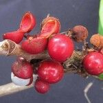 Doliocarpus dentatus Fruit