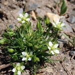 Sagina saginoides Blomma