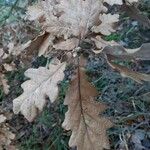Quercus robur Lehti