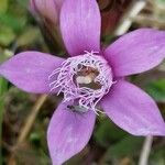 Gentianella germanica Flor