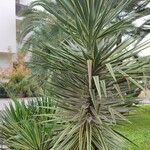 Agave vivipara 形態