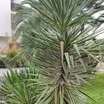 Agave vivipara عادت داشتن