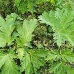 Heracleum sosnowskyi Lehti