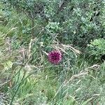 Allium sphaerocephalon花