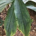 Costus spiralis Blatt