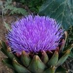 Cynara cardunculusFlower