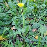 Taraxacum sect. TaraxacumKvet