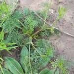 Cyclospermum leptophyllum Habit