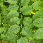 Campsis radicans Leaf