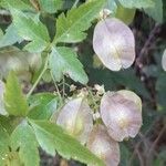 Urvillea uniloba Other