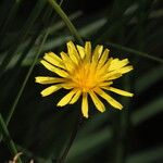 Crepis paludosa Λουλούδι