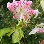 Lilium speciosum Virág