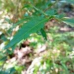 Azara lanceolata Blatt