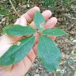 Cissus hypoglauca Leaf