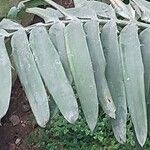 Encephalartos chimanimaniensis Leaf