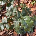 Toxicodendron diversilobum Hoja