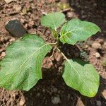 Solanum aethiopicum Leaf
